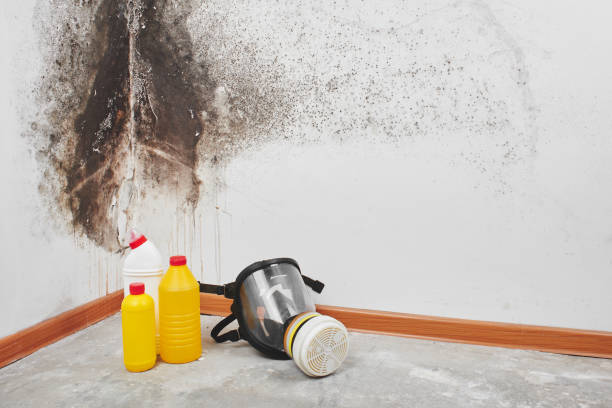 Best Professional Mold Removal  in Baltic, SD